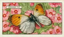 1938 Gallaher Butterflies and Moths #18 Orange Tip Front