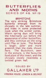 1938 Gallaher Butterflies and Moths #19 Brimstone Back