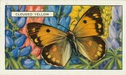 1938 Gallaher Butterflies and Moths #20 Clouded Yellow Front