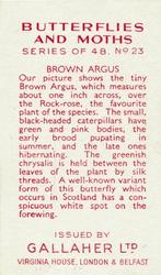1938 Gallaher Butterflies and Moths #23 Brown Argus Back