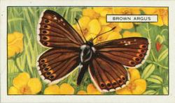 1938 Gallaher Butterflies and Moths #23 Brown Argus Front