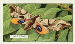 1938 Gallaher Butterflies and Moths #25 Eyed Hawk Front
