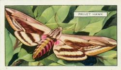 1938 Gallaher Butterflies and Moths #26 Privet Hawk Front