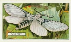 1938 Gallaher Butterflies and Moths #28 Puss Moth Front
