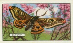 1938 Gallaher Butterflies and Moths #30 Emperor Front