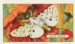 1938 Gallaher Butterflies and Moths #31 White Ermine Front