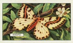 1938 Gallaher Butterflies and Moths #33 Magpie Front