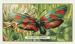 1938 Gallaher Butterflies and Moths #35 Six-Spot Burnet Front