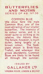 1938 Gallaher Butterflies and Moths #36 Common Blue Back