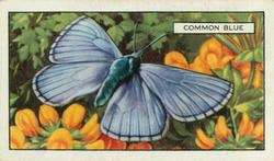 1938 Gallaher Butterflies and Moths #36 Common Blue Front