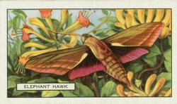 1938 Gallaher Butterflies and Moths #42 Elephant Hawk Front