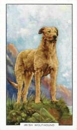 1938 Gallaher Dogs Series 2 #1 Irish Wolfhound Front