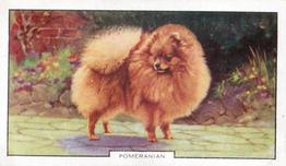1938 Gallaher Dogs Series 2 #4 Pomeranian Front