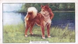 1938 Gallaher Dogs Series 2 #6 Finnish Spitz Front