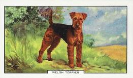1938 Gallaher Dogs Series 2 #7 Welsh Terrier Front