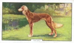1938 Gallaher Dogs Series 2 #9 Saluki Front