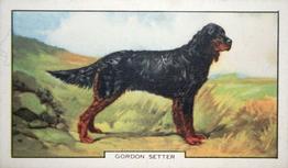 1938 Gallaher Dogs Series 2 #11 Gordon Setter Front