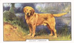 1938 Gallaher Dogs Series 2 #12 Golden Labrador Front