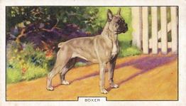 1938 Gallaher Dogs Series 2 #13 Boxer Front