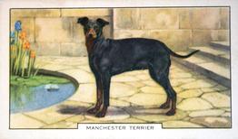 1938 Gallaher Dogs Series 2 #17 Manchester Terrier Front
