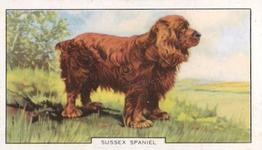 1938 Gallaher Dogs Series 2 #18 Sussex Spaniel Front