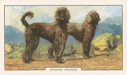 1938 Gallaher Dogs Series 2 #20 Afgan Hounds Front