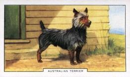 1938 Gallaher Dogs Series 2 #22 Australian Terrier Front
