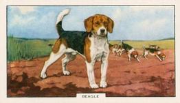 1938 Gallaher Dogs Series 2 #25 Beagle Front