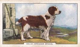 1938 Gallaher Dogs Series 2 #27 Welsh Springer Spaniel Front
