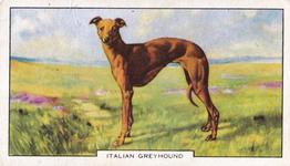 1938 Gallaher Dogs Series 2 #29 Italian Greyhound Front