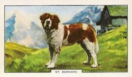1938 Gallaher Dogs Series 2 #32 St. Bernard Front