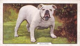 1938 Gallaher Dogs Series 2 #33 Bulldog Front