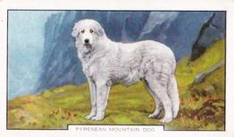 1938 Gallaher Dogs Series 2 #35 Pyrenean Mountain Dog Front