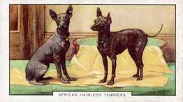 1938 Gallaher Dogs Series 2 #37 African Hairless Terriers Front