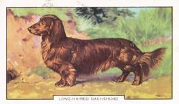 1938 Gallaher Dogs Series 2 #39 Long-Haired Dachshund Front