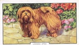 1938 Gallaher Dogs Series 2 #41 Lhassa Apso Front