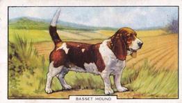 1938 Gallaher Dogs Series 2 #42 Basset Hound Front