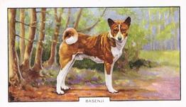 1938 Gallaher Dogs Series 2 #43 Basenji Front