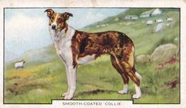 1938 Gallaher Dogs Series 2 #44 Smooth-Coated Collie Front