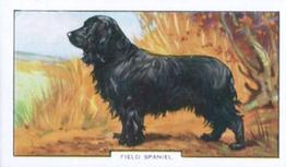 1938 Gallaher Dogs Series 2 #45 Field Spaniel Front