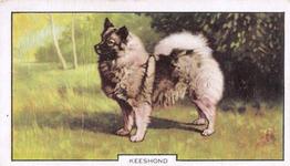 1938 Gallaher Dogs Series 2 #46 Keeshond Front