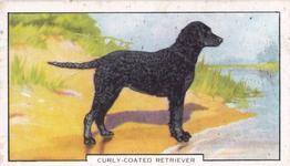 1938 Gallaher Dogs Series 2 #47 Curly-Coated Retriever Front