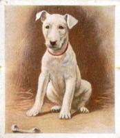 1936 Godfrey Phillips Our Puppies #1 The Bull Terrier Front