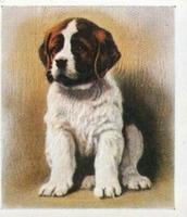 1936 Godfrey Phillips Our Puppies #2 The St. Bernard Front