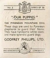 1936 Godfrey Phillips Our Puppies #5 The Pyrenean Mountain Dog Back