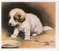 1936 Godfrey Phillips Our Puppies #5 The Pyrenean Mountain Dog Front