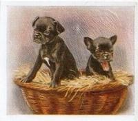 1936 Godfrey Phillips Our Puppies #6 The French Bulldog Front