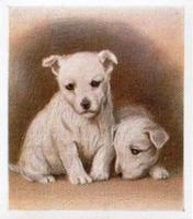 1936 Godfrey Phillips Our Puppies #7 West Highland White Terrier Front