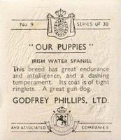 1936 Godfrey Phillips Our Puppies #9 Irish Water Spaniel Back