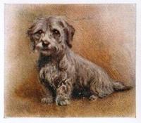 1936 Godfrey Phillips Our Puppies #10 The Dandie Dinmont Terrier Front